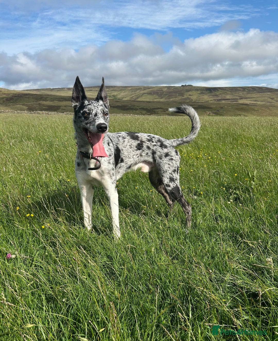 Deerhound dogs for stud: STUD  in Crook - Image 1