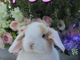 Mini Lop rabbits Beautiful mini lops girls and boys - Advert 6