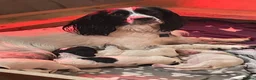 Sprocker dogs for sale: Beautiful F2 Sprocker Puppies  - Advert 20