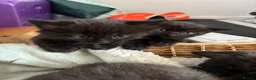 Mixed Breed cats for sale: 4 kittens ready for forever homes  - Advert 7