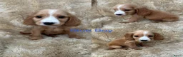 Cocker Spaniel dogs for sale: Cocker spaniel puppy’s READY SOON - Advert 1