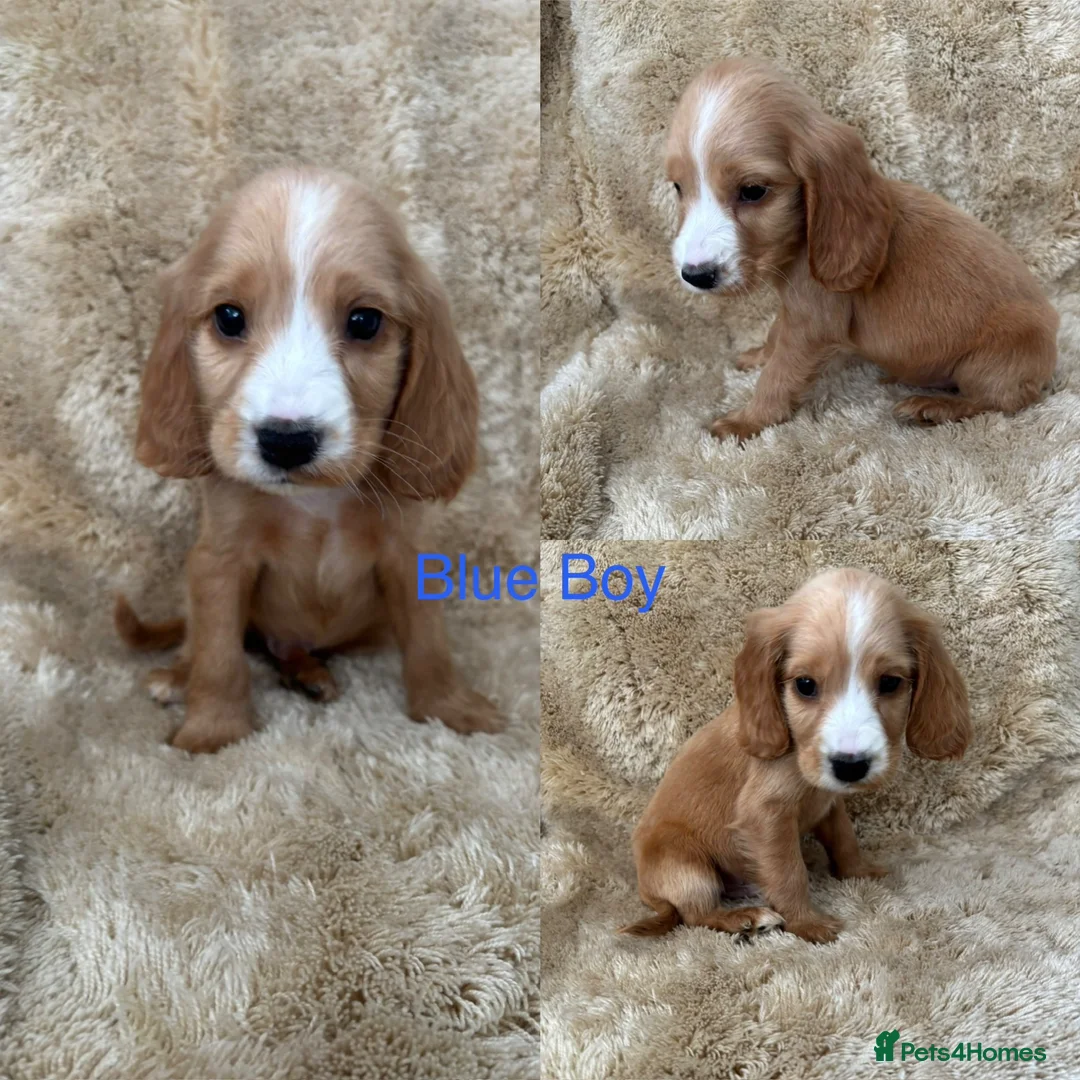 Cocker Spaniel dogs for sale: Cocker spaniel puppy’s READY SOON - Advert 1