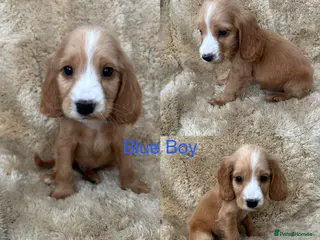 Cocker Spaniel dogs Cocker spaniel puppy’s READY SOON - Advert 1