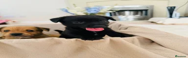 Patterjack 3