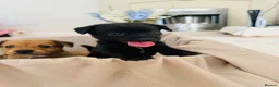 Patterjack dogs for sale: Beautiful patterjack puppies  - Advert 5