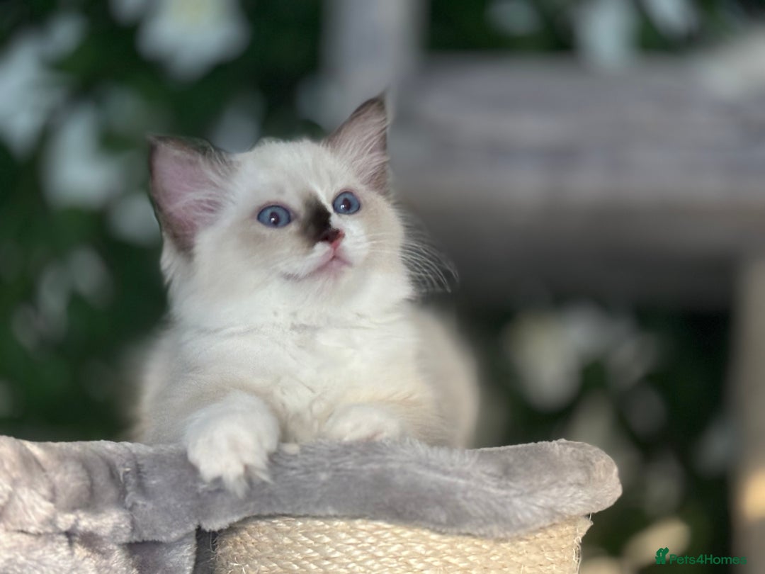 Ragdoll cats for sale: TICA, DNA tested, 5 gen pedigree  - Image 26