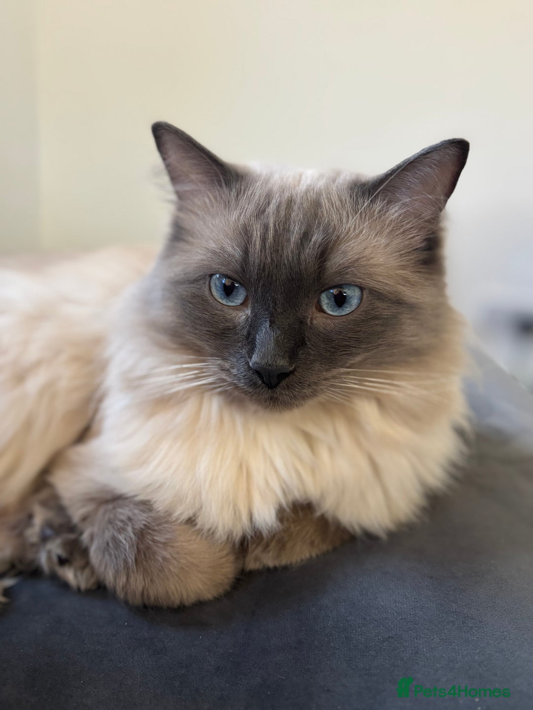 Ragdoll cats for stud: Ragdoll male for stud - Advert 5