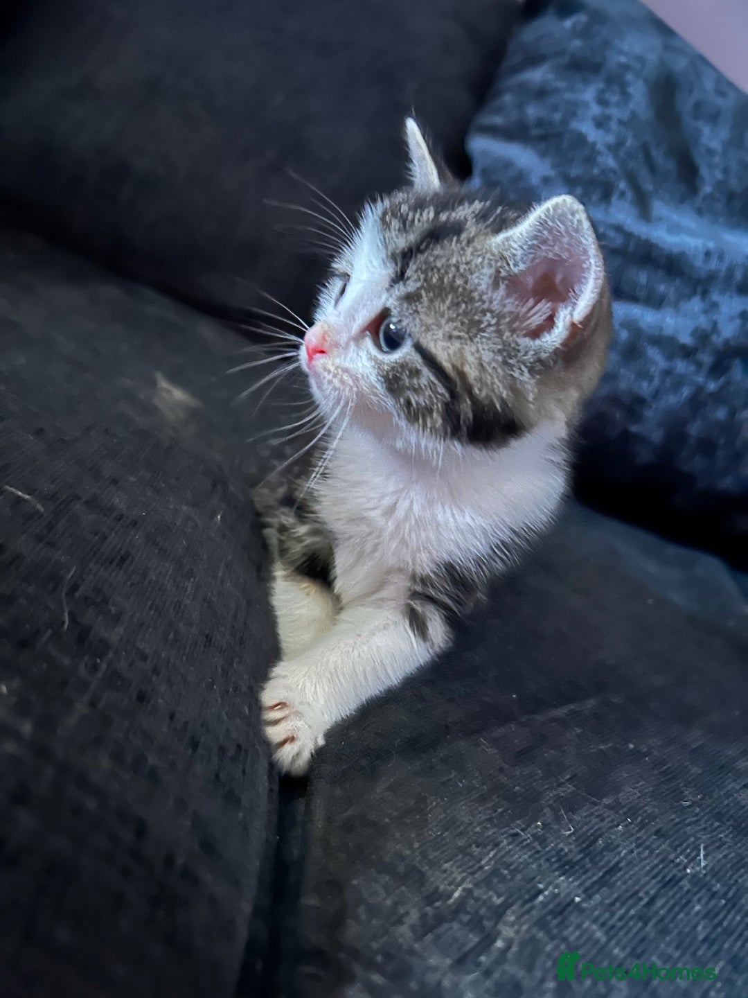 American Shorthair cats for sale: American shorthair x Turkish van kittens  - Image 24