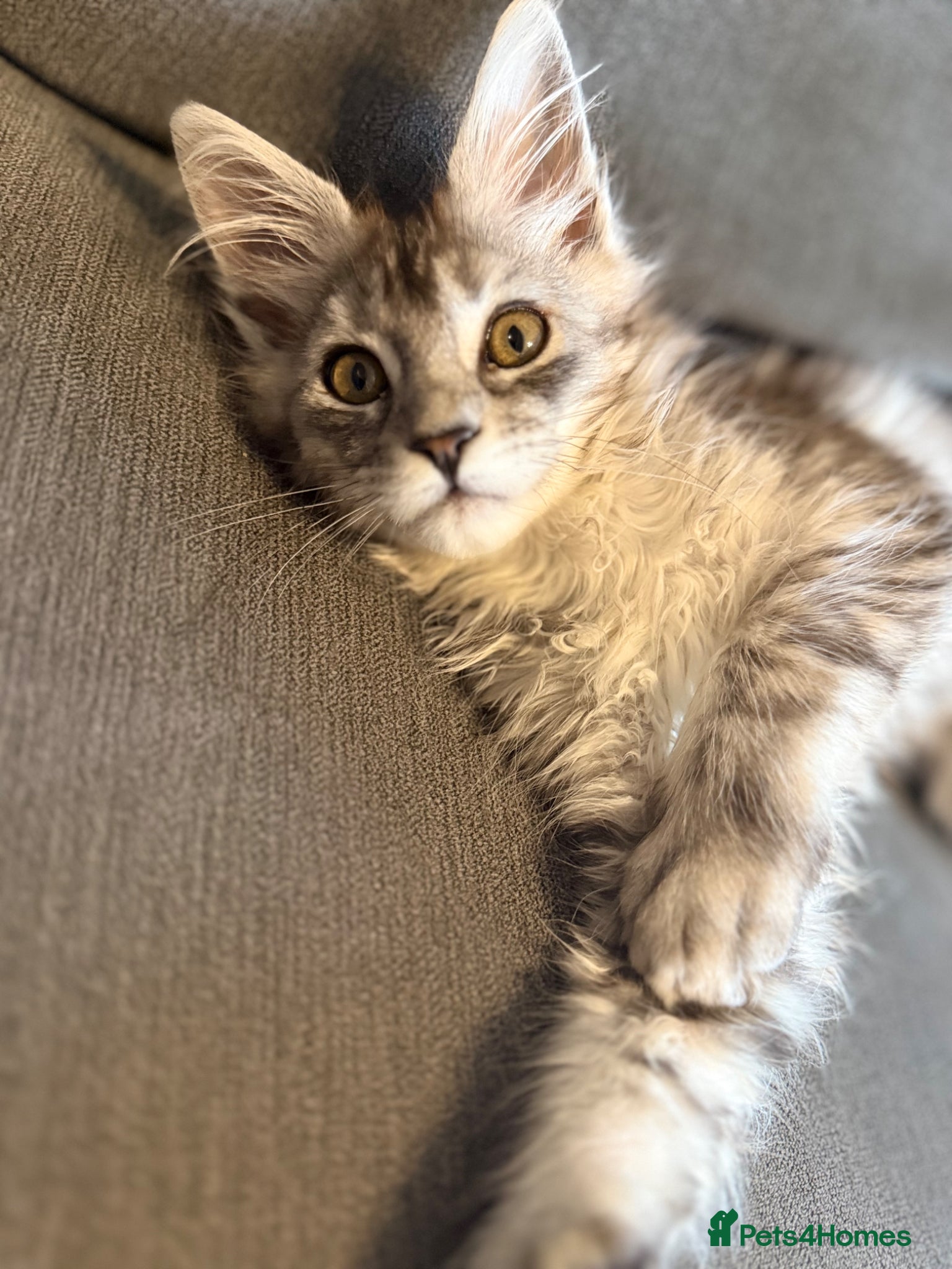 Maine Coon cats GCCF registered Black/Silver Tabby Female Kitten - Advert 5