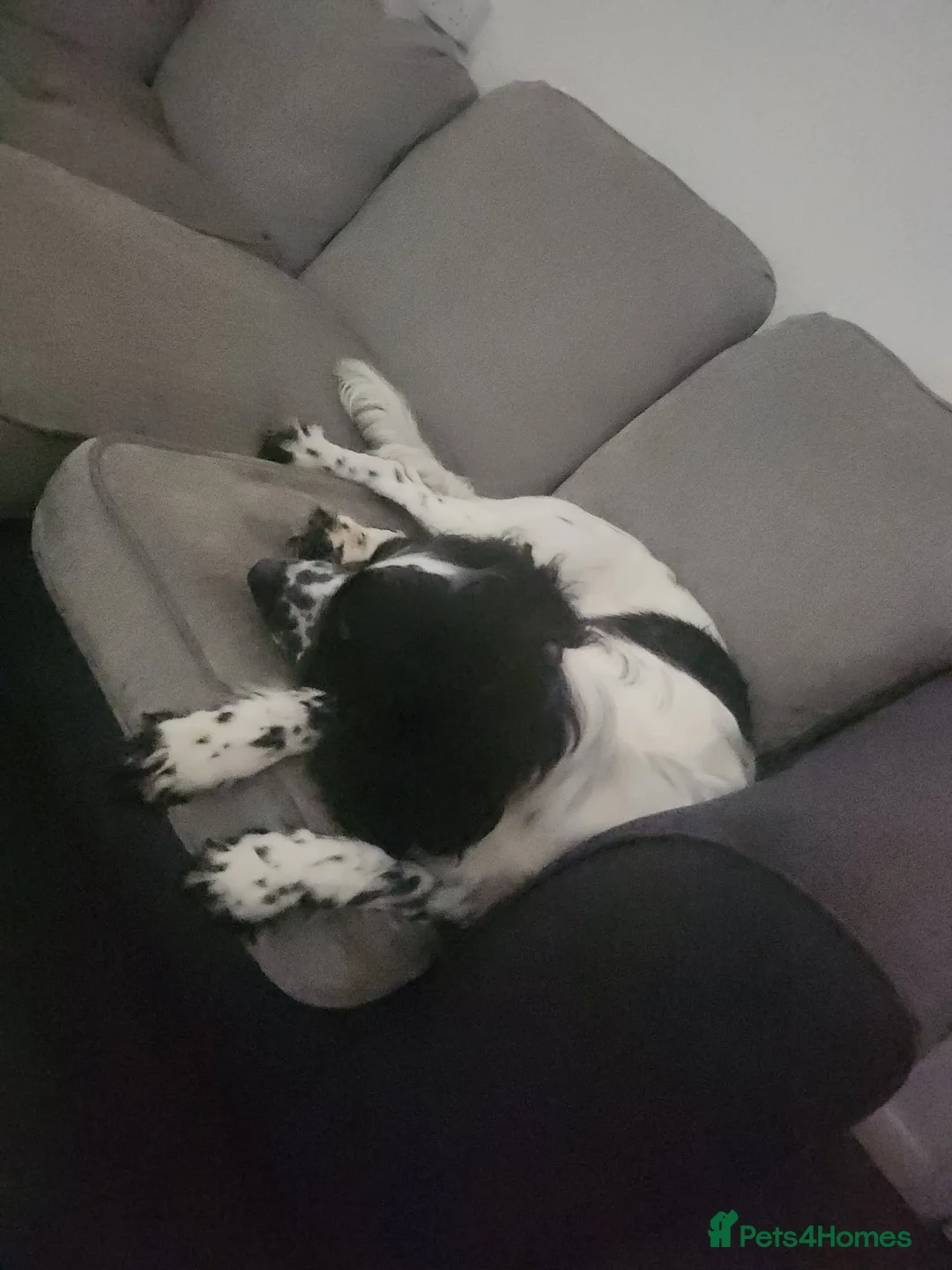 Cocker Spaniel dogs for sale: Cocker Spaniel Puppies  - Advert 2