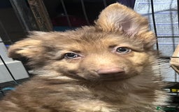 German Shepherd dogs for sale: German Shepherd Puppies Liver Isabella Blue Black  - Advert 9