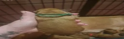 Dogue De Bordeaux dogs for sale: Dogue de bordeaux puppies - Advert 15