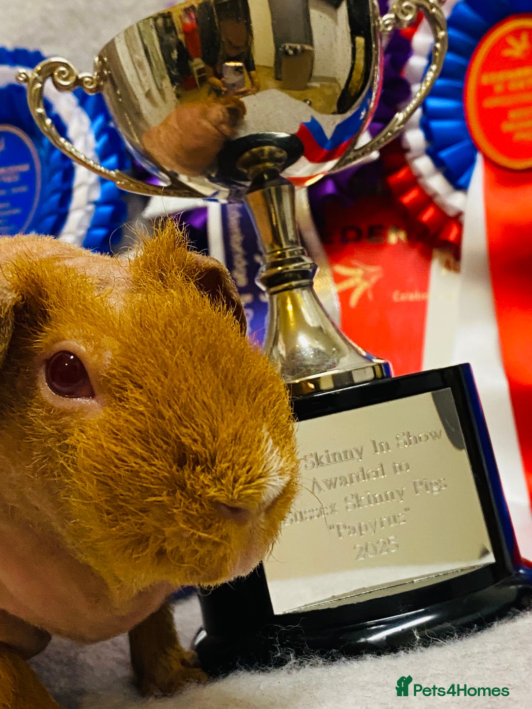 Guinea Pig rodents for sale: Skinny pig baby boy ready to reserve  - Advert 5