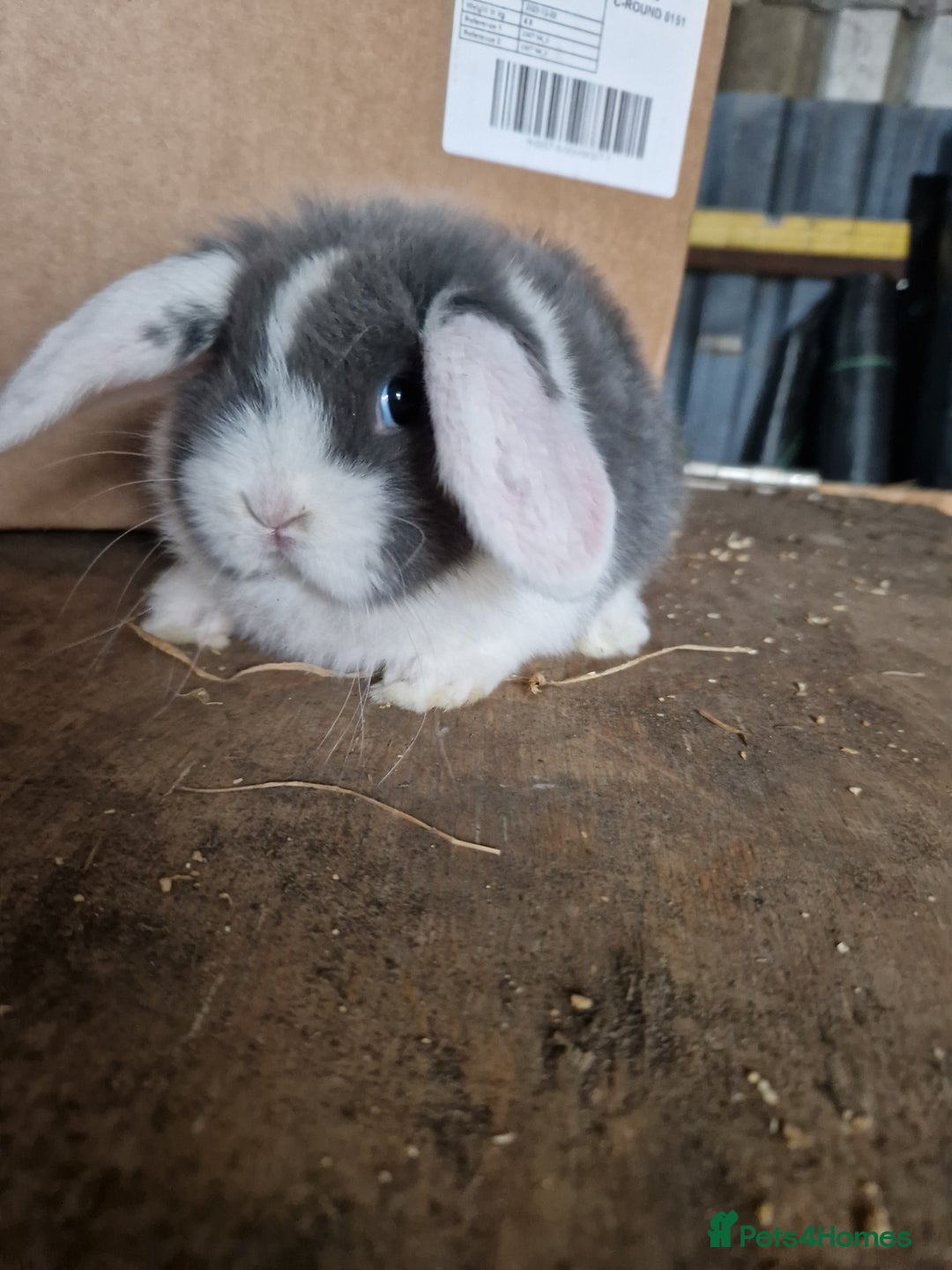 Mini Lop rabbits for sale: Baby mini lops  - Advert 4