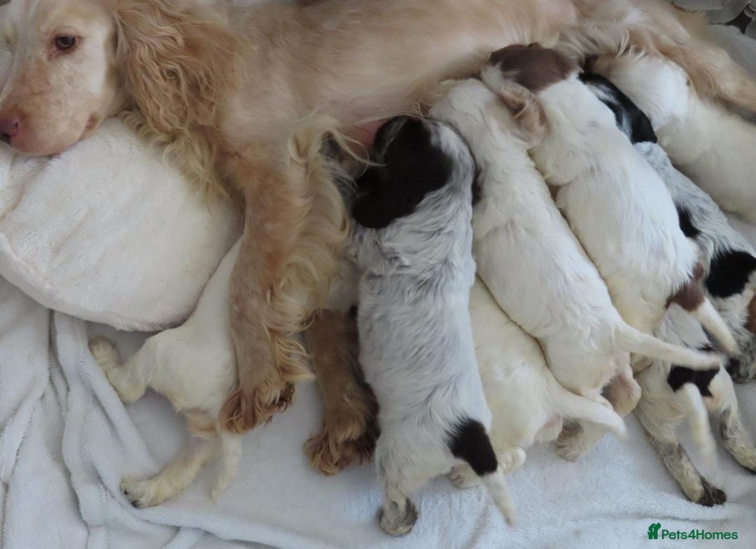 Cocker Spaniel dogs for sale: ❤️‍🔥❤️‍🔥💥Show Type Cocker Spaniel Puppies - Advert 37