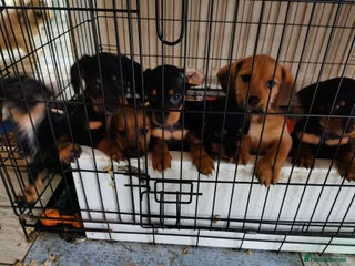 Cavachon dogs Adorable playful Cavachon x Dachshound pups - Advert 3