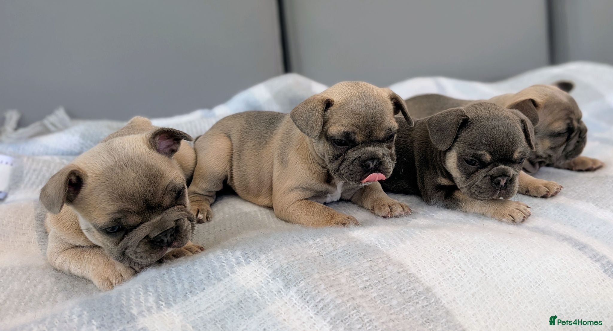 French Bulldog dogs French bulldog puppies  - Advert 2
