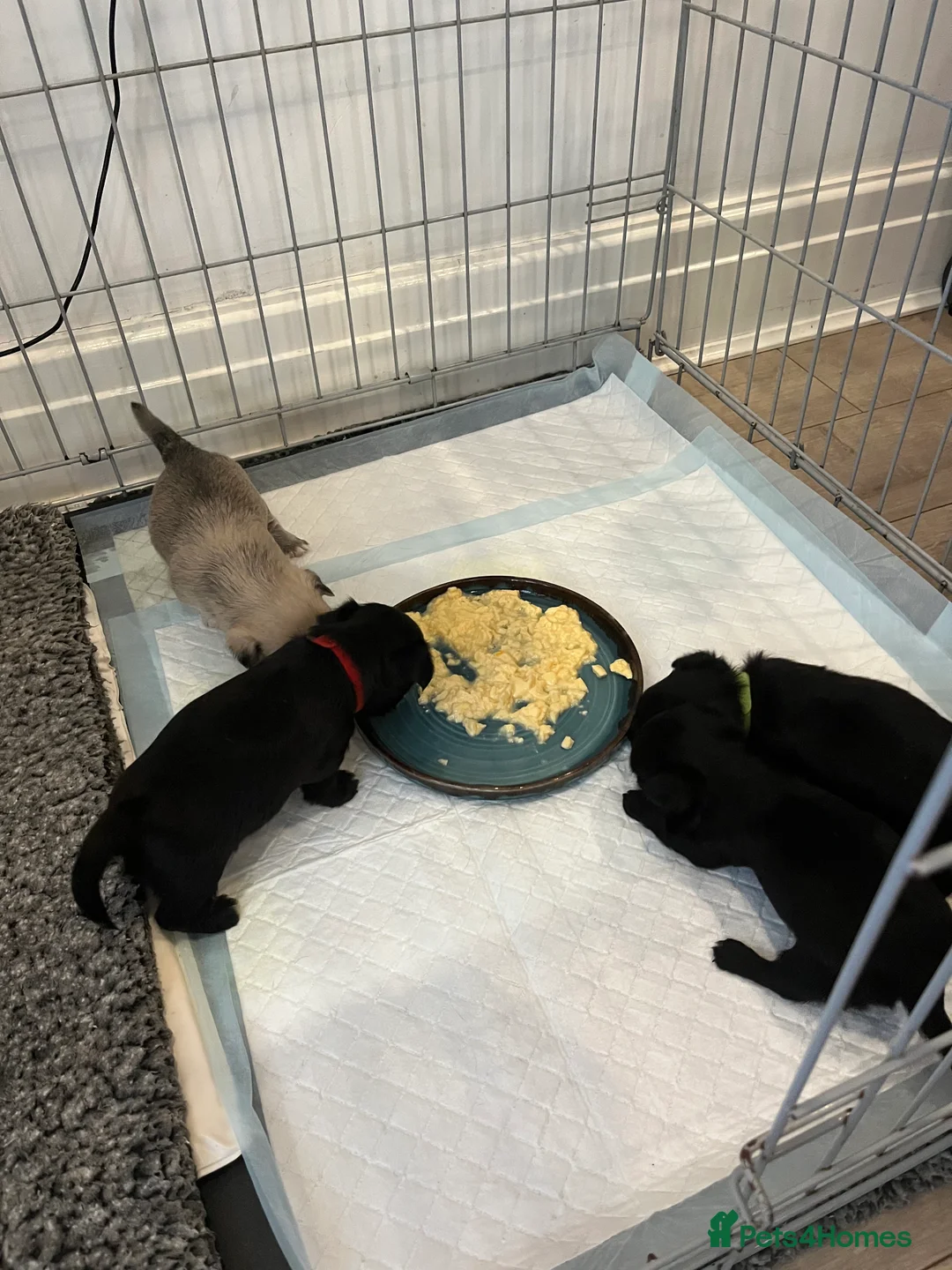 Mixed Breed dogs for sale: Malchi pups available  - Advert 26