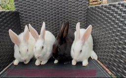 Mixed Breed rabbits for sale: 7 baby bunnies ready for new homes - Image 13