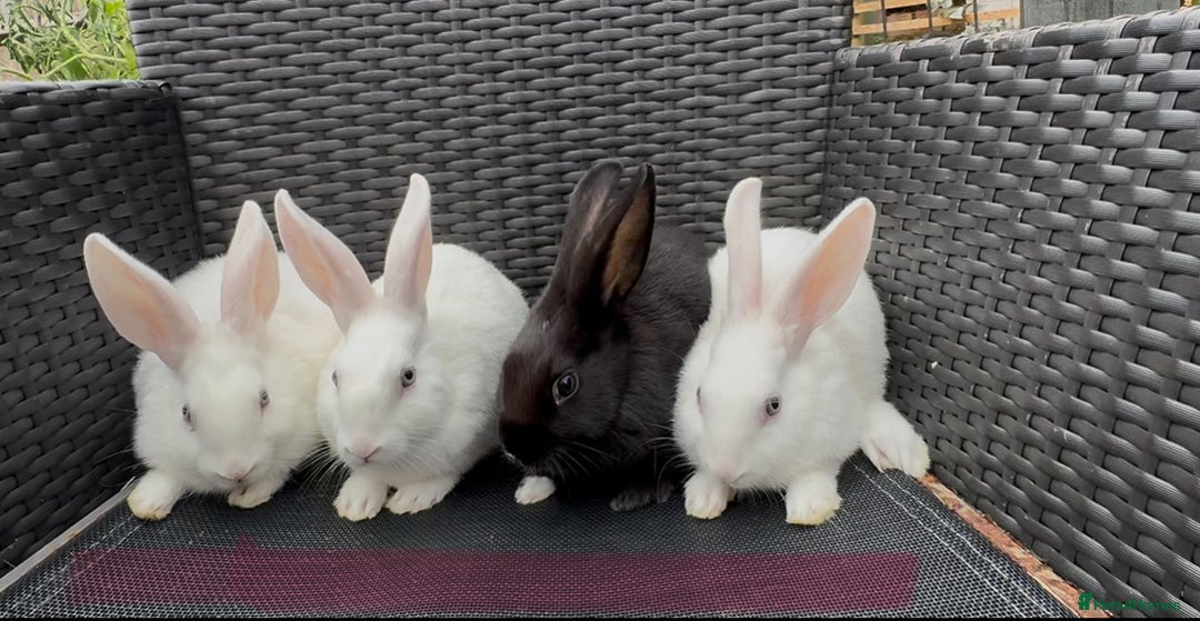 Mixed Breed rabbits for sale: 7 baby bunnies ready for new homes - Image 13