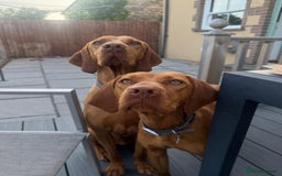 Hungarian Vizsla dogs for sale: Bela is Expecting! Hungarian Vizsla Puppies - Image 9
