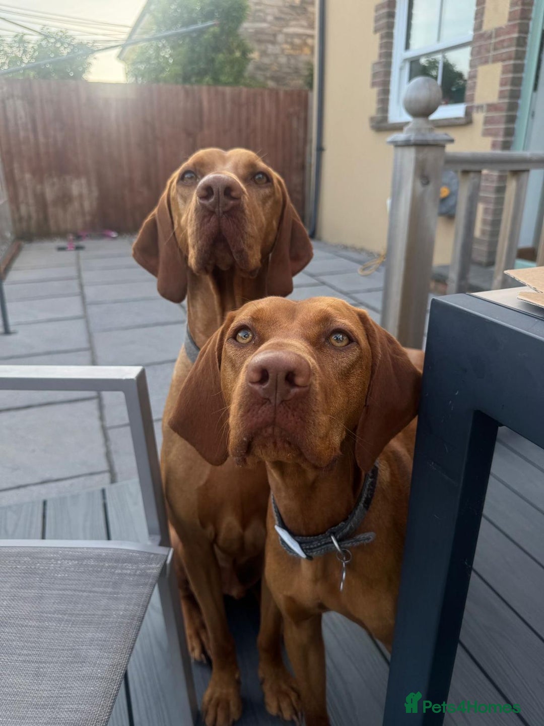 Hungarian Vizsla dogs for sale: Bela is Expecting! Hungarian Vizsla Puppies - Image 9