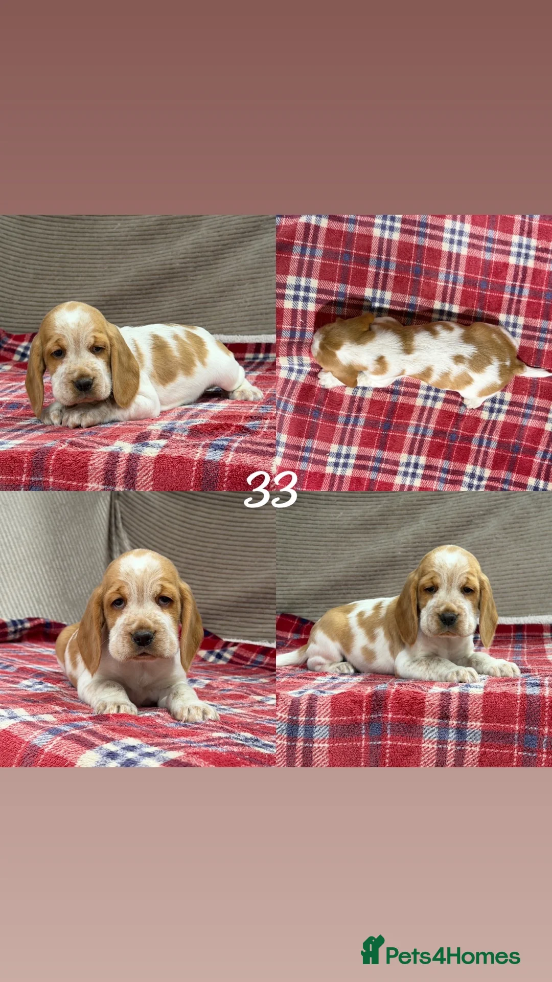 Bocker dogs for sale: STUNNING COCKER X BEAGLE PUPPIES  - Advert 21
