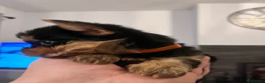 Orange Boy