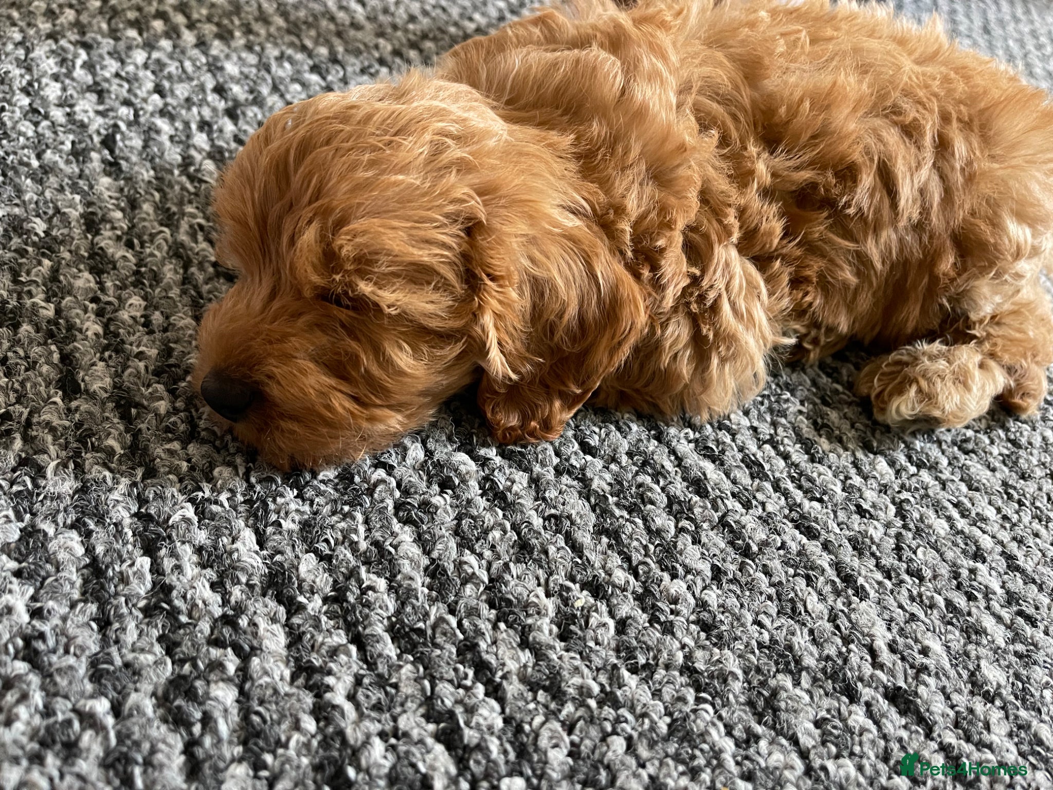 Cavapoo dogs for stud: Teddy – Available for Stud in Romford - Advert 12