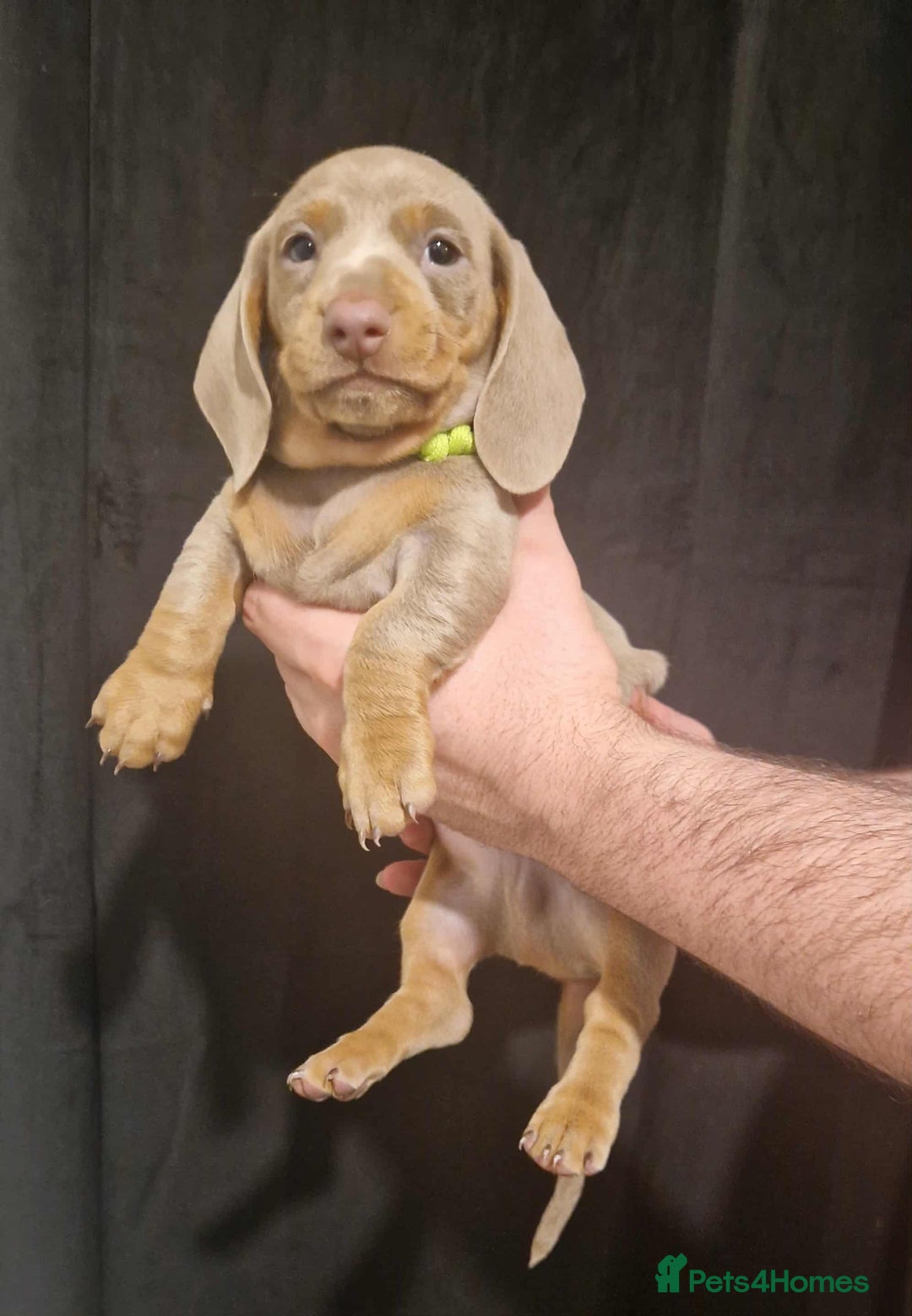 Dachshund dogs for sale: 🌈🌈 Isabella and tan Beautiful puppy’s 🌈🌈  - Image 4
