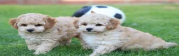 Cavapoochon dogs for sale: CAVAPOOCHON PUPPIES FOR SALE - Advert 13