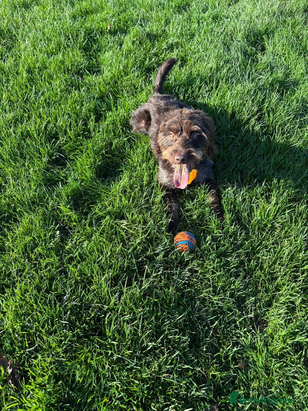 Labradoodle dogs for sale: ✨Loving Labradoodle Looking for His Forever Home✨ - Advert 7