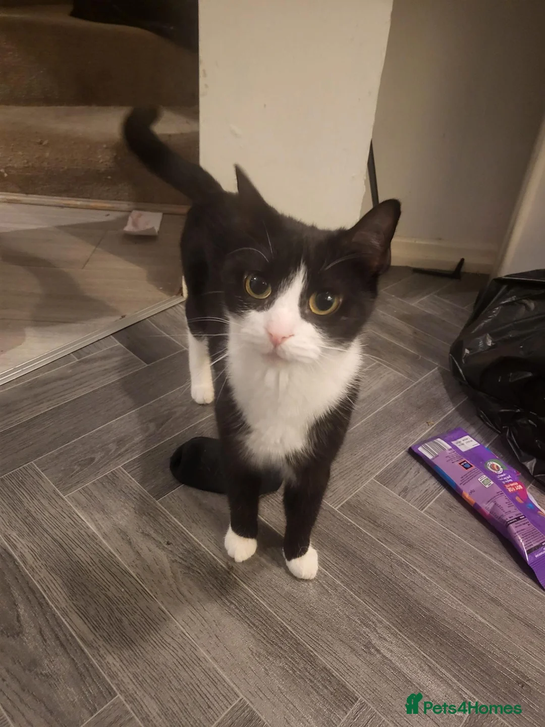 Mixed Breed cats for sale: Gorgeous Mixed breed kittens  - Advert 6