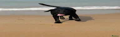 Raven 