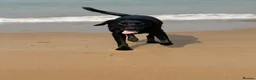Borador dogs for sale: Raven  - Advert 2