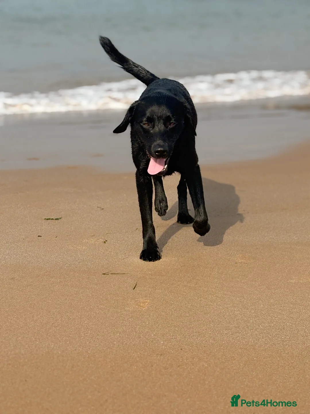 Borador dogs for sale: Raven  - Advert 2