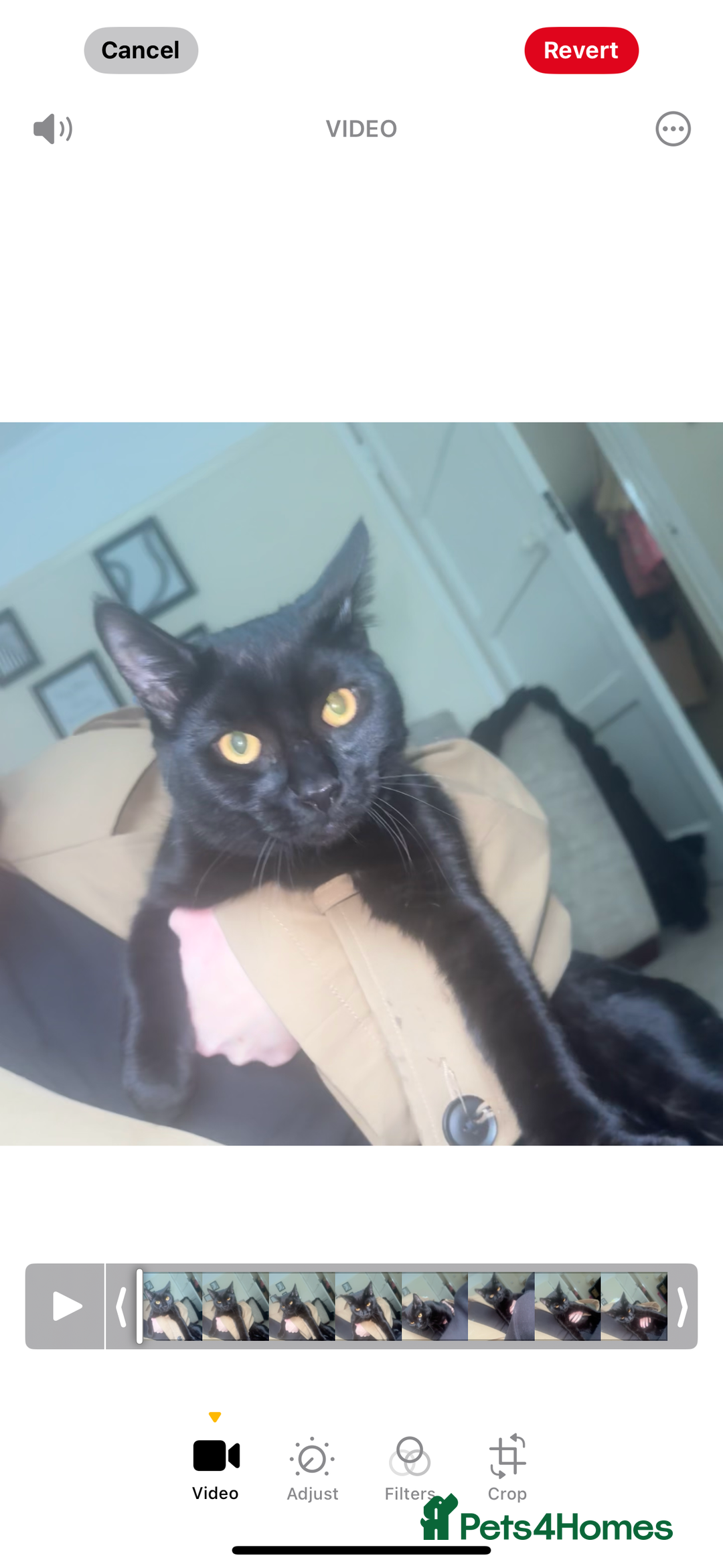 Mixed Breed cats for sale: 6 month old male 🐈‍⬛ - Image 2