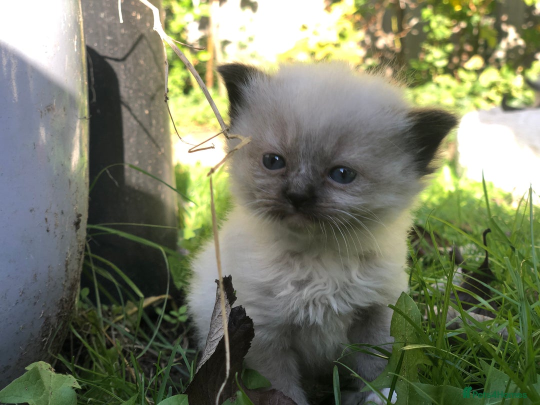 Mixed Breed cats for sale: Chamomile’s kittens - Image 8