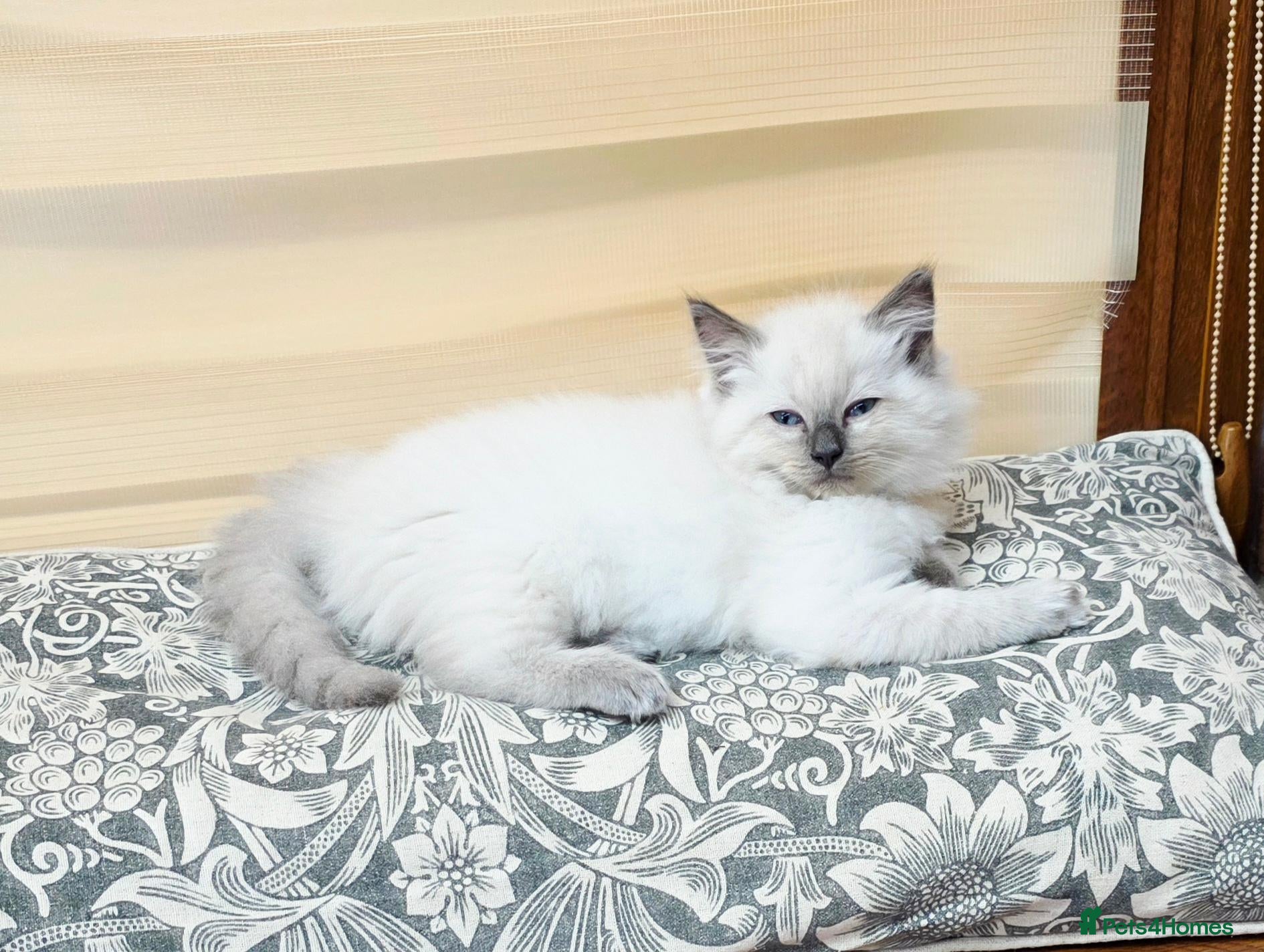 Ragdoll cats for sale: Very fluffy Ragdoll boy. - Advert 16