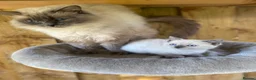 Ragdoll cats for sale: GCCF registered male ragdoll cat  - Advert 6