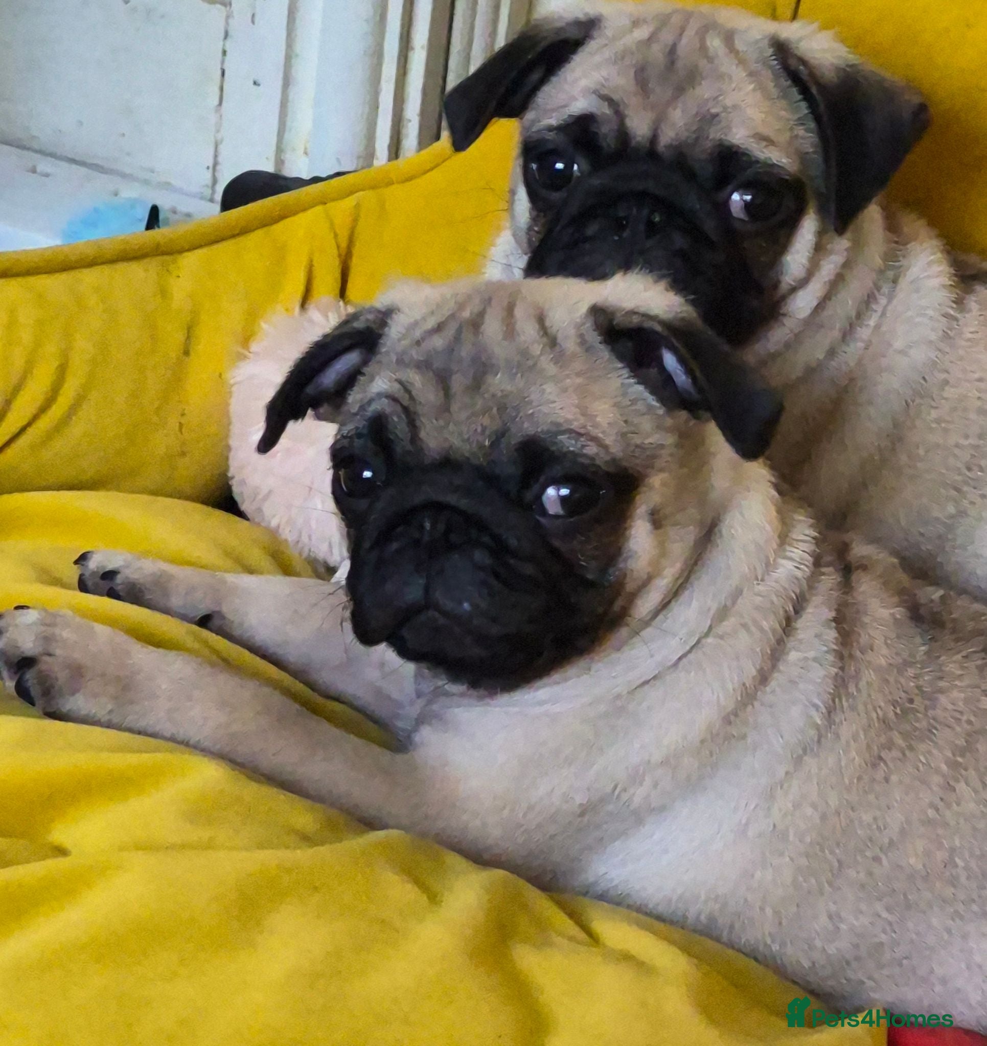 Pug dogs Pure bred pug puppies - Advert 1