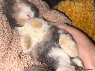 Mini Lop rabbits Raised indoors mini lop and lion lops/vaccinated - Advert 2