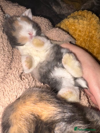 Mini Lop rabbits Raised indoors mini lop and lion lops/vaccinated - Advert 8