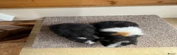 Guinea Pig rodents for sale: Teddy Boars - Advert 2