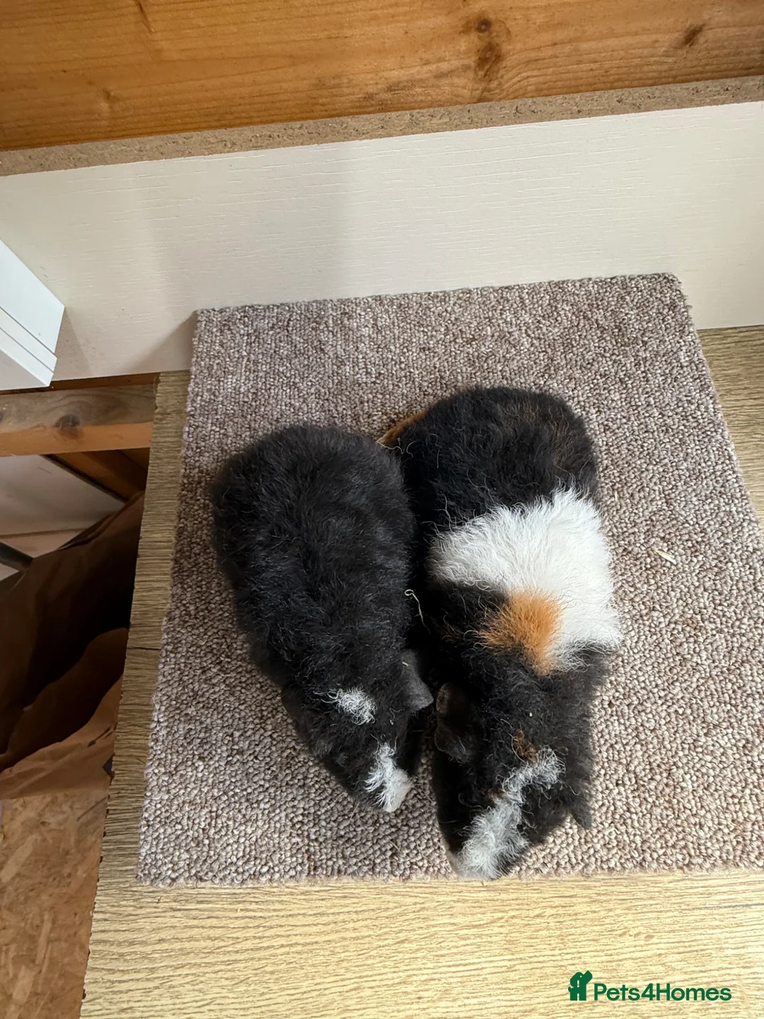 Guinea Pig rodents for sale: Teddy Boars - Advert 2