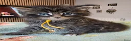 Maine Coon cats for sale: Maine coon kittens - Advert 12