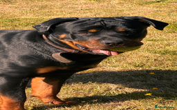Mixed Breed dogs for sale: Rotti x gsd pups - Image 7