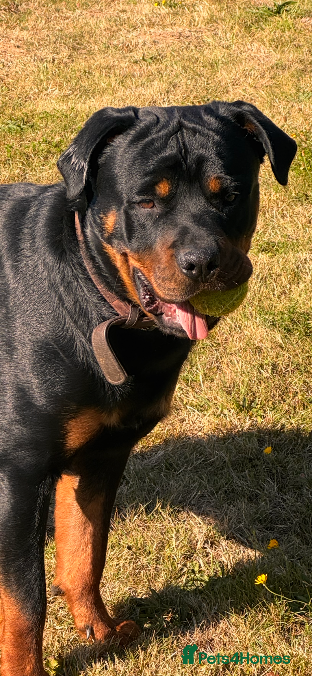 Mixed Breed dogs for sale: Rotti x gsd pups - Image 7