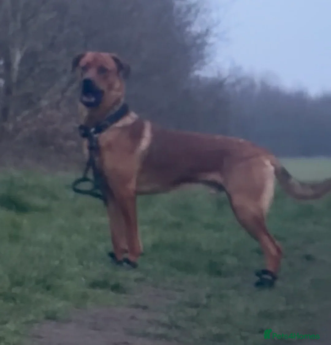 Mixed Breed dogs for stud: rottie x dutch herder for stud in Birmingham - Advert 2