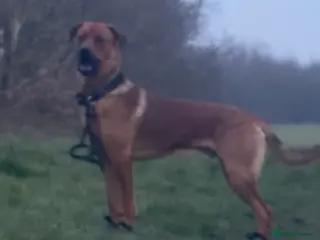 Mixed Breed dogs rottie x dutch herder for stud - Advert 21